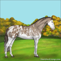 Horse Color:Liver Red Dun Splash  and Liver Red Dun Splash Appaloosa 