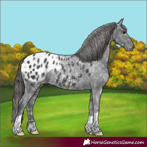 Horse Color:Black Ice Appaloosa 
