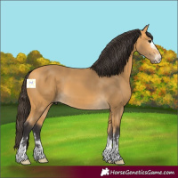 Horse Color:Buckskin