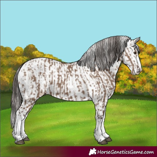Horse Color:Liver Red Dun Splash  and White Spotted Liver Red Dun Splash 
