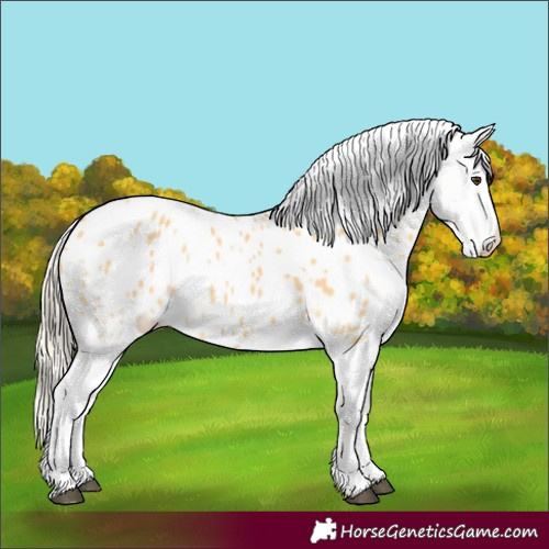 Horse Color:Palomino Appaloosa 