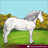 Horse Color:Palomino Appaloosa 