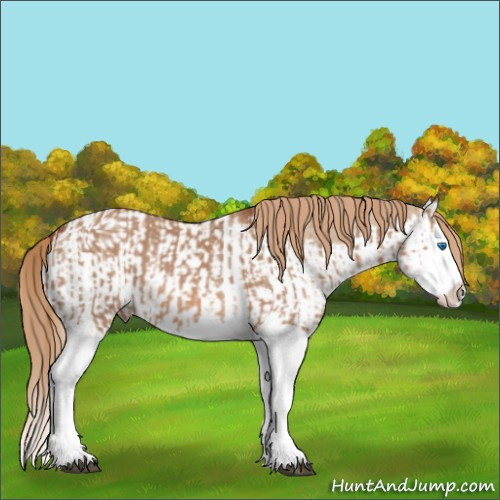 Horse Color:Red Dun Splash  and Red Dun Splash Appaloosa 