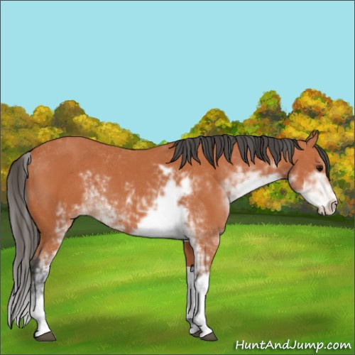 Horse Color:Bay Sabino 