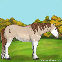 Horse Color:Red Dun Splash  and Red Dun Splash 