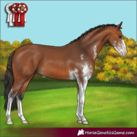 Horse Color:Bay Sabino 