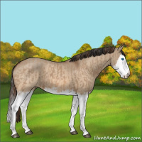 Horse Color:Red Dun Splash  and Bay Dun Splash 