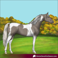 Horse Color:Silver Grullo Tobiano Brindle 