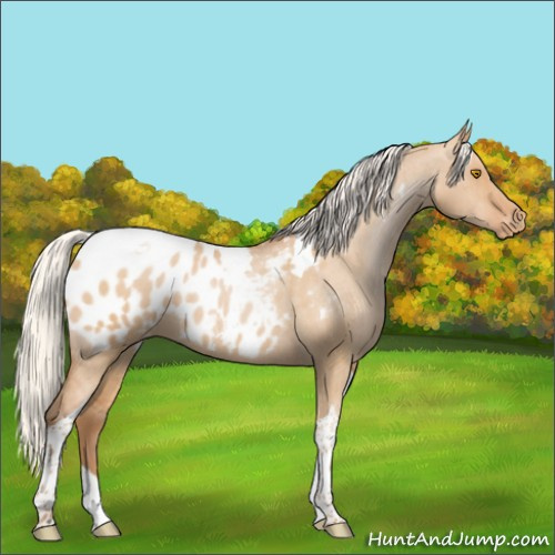 Horse Color:Silver Grullo Pearl Tobiano Appaloosa Brindle