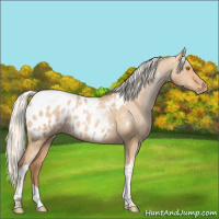Horse Color:Silver Grullo Pearl Tobiano Appaloosa Brindle 