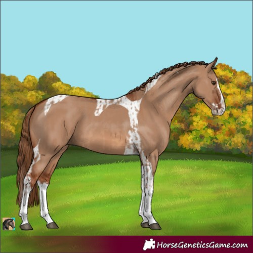 Horse Color:Red Dun Splash and Red Dun Splash Tobiano