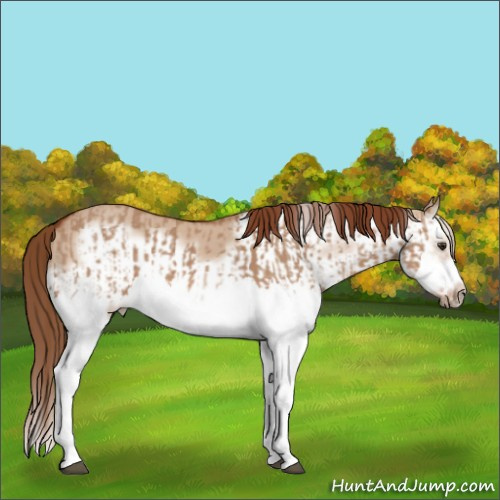 Horse Color:Red Dun Splash and Red Dun Splash Frame
