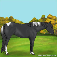 Horse Color:Black Tobiano 