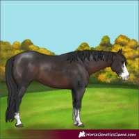 Horse Color:Brown Sabino