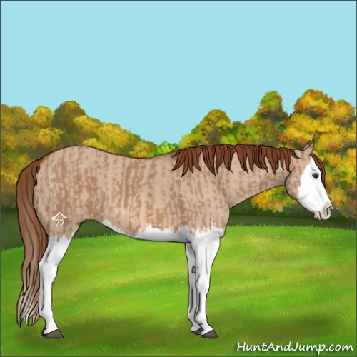 Horse Color:Red Dun Splash  and Red Dun Splash 