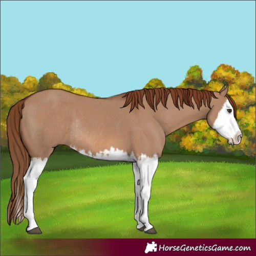 Horse Color:Red Dun Splash  and Red Dun Splash Rabicano 