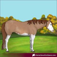 Horse Color:Red Dun Splash  and Red Dun Splash Rabicano 