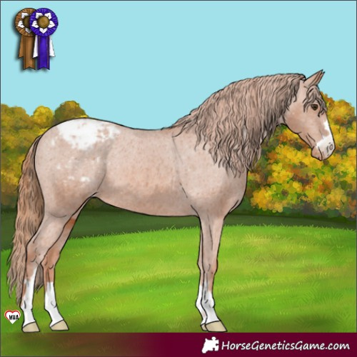 Horse Color:Chestnut Appaloosa 