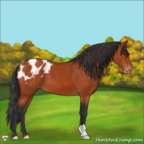 Horse Color:Brown Appaloosa 