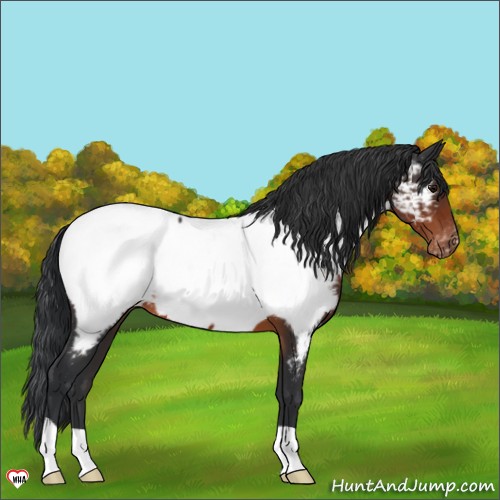 Horse Color:Brown Appaloosa 
