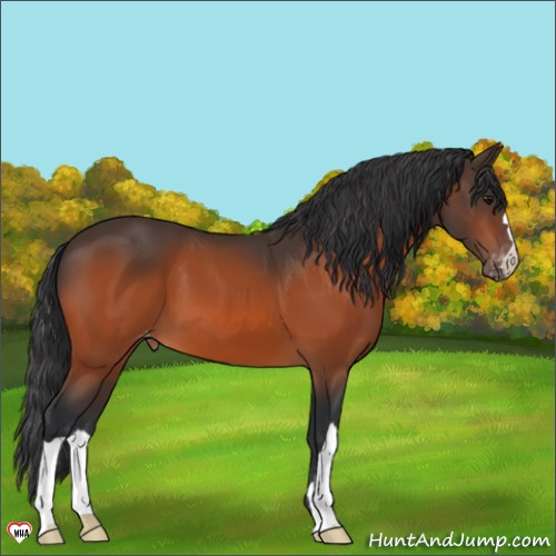 Horse Color:Bay Appaloosa 