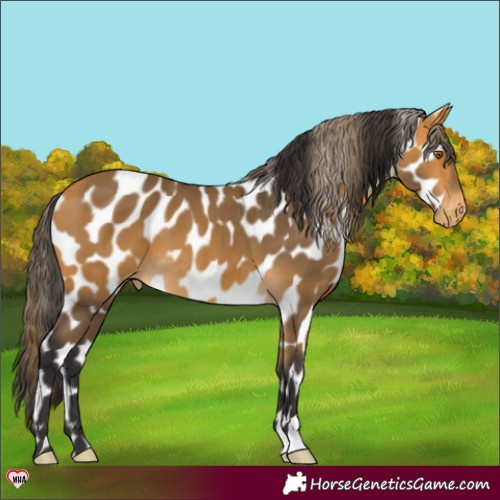 Horse Color:Buckskin Appaloosa 
