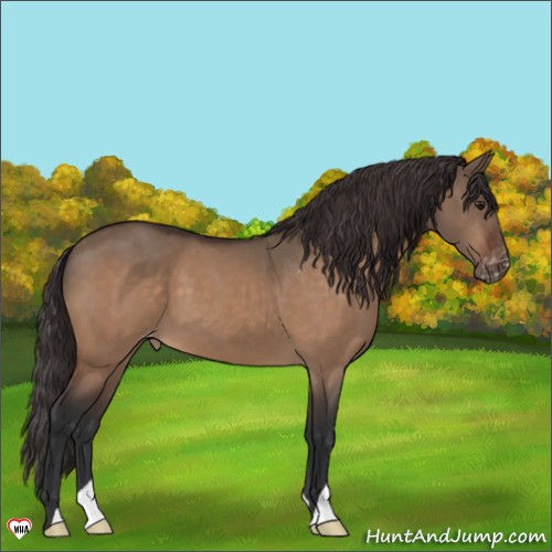 Horse Color:Brown Dun Appaloosa 