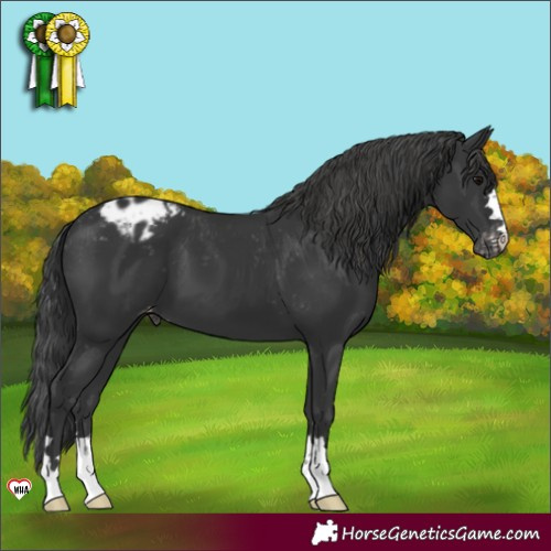 Horse Color:Black Appaloosa 