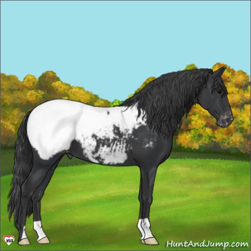 Horse Color:Black Appaloosa 
