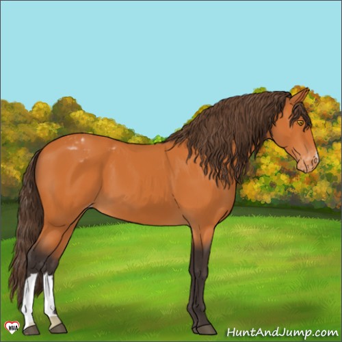 Horse Color:Buckskin Appaloosa 