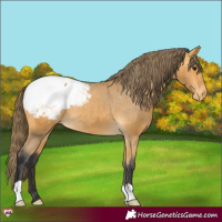 Horse Color:Buckskin Snowcap 