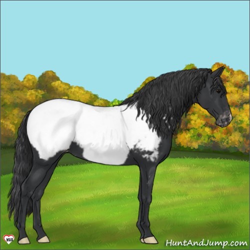 Horse Color:Black Appaloosa 