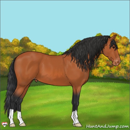 Horse Color:Bay Appaloosa 
