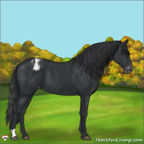 Horse Color:Black Appaloosa 