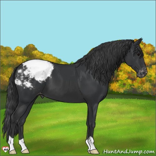 Horse Color:Black Appaloosa 