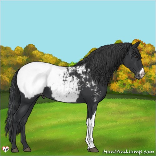 Horse Color:Black Appaloosa 