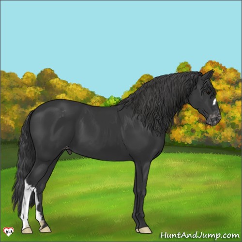 Horse Color:Black Appaloosa 