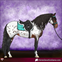 Horse Color:Brown Appaloosa 