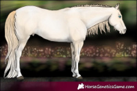 Horse Color:Buckskin Pearl 