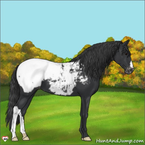 Horse Color:Black Appaloosa 