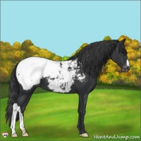 Horse Color:Black Appaloosa 