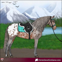 Horse Color:Brown Appaloosa 