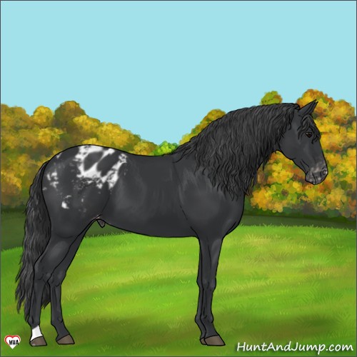 Horse Color:Black Appaloosa 
