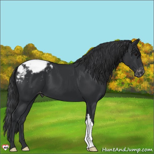 Horse Color:Black Appaloosa 