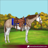 Horse Color:Red Dun Splash  and Red Dun Splash 