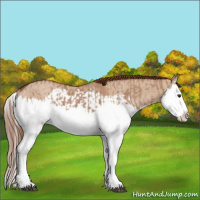 Horse Color:Red Dun Splash  and Red Dun Splash Rabicano 