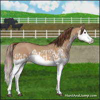 Horse Color:Red Dun Splash  and Red Dun Splash 