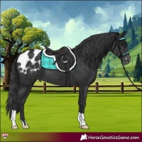 Horse Color:Black Appaloosa 