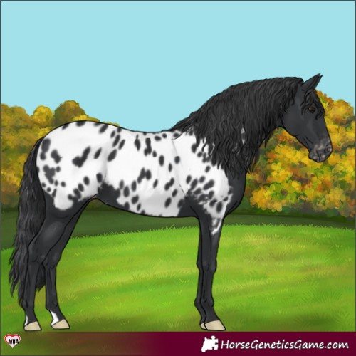 Horse Color:Black Appaloosa 