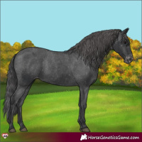 Horse Color:Black Appaloosa 